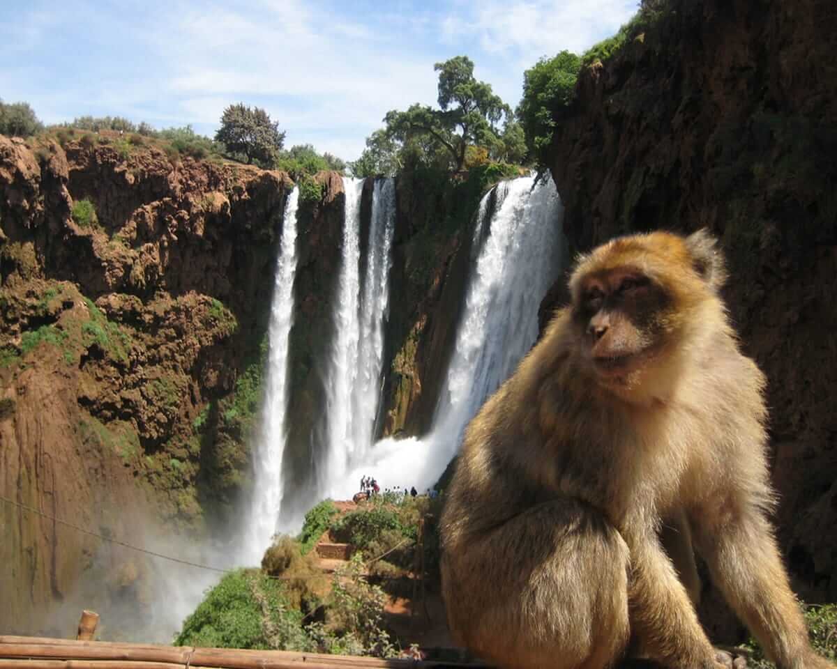 Ouzoud Waterfalls Day Trip from Marrakech